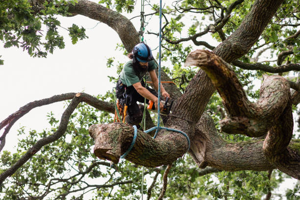 Professional Tree Services in Bohemia, NY